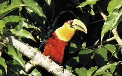 _tucano